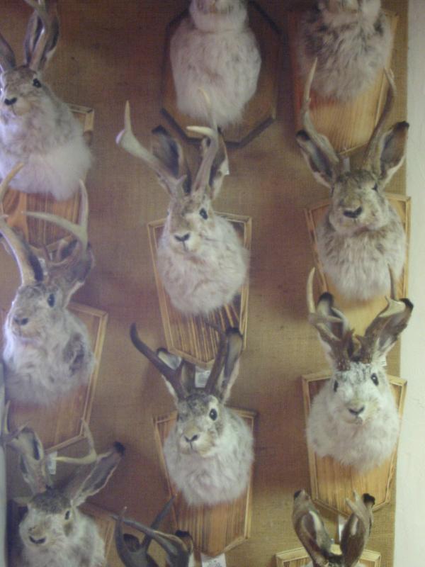 jackalopes
